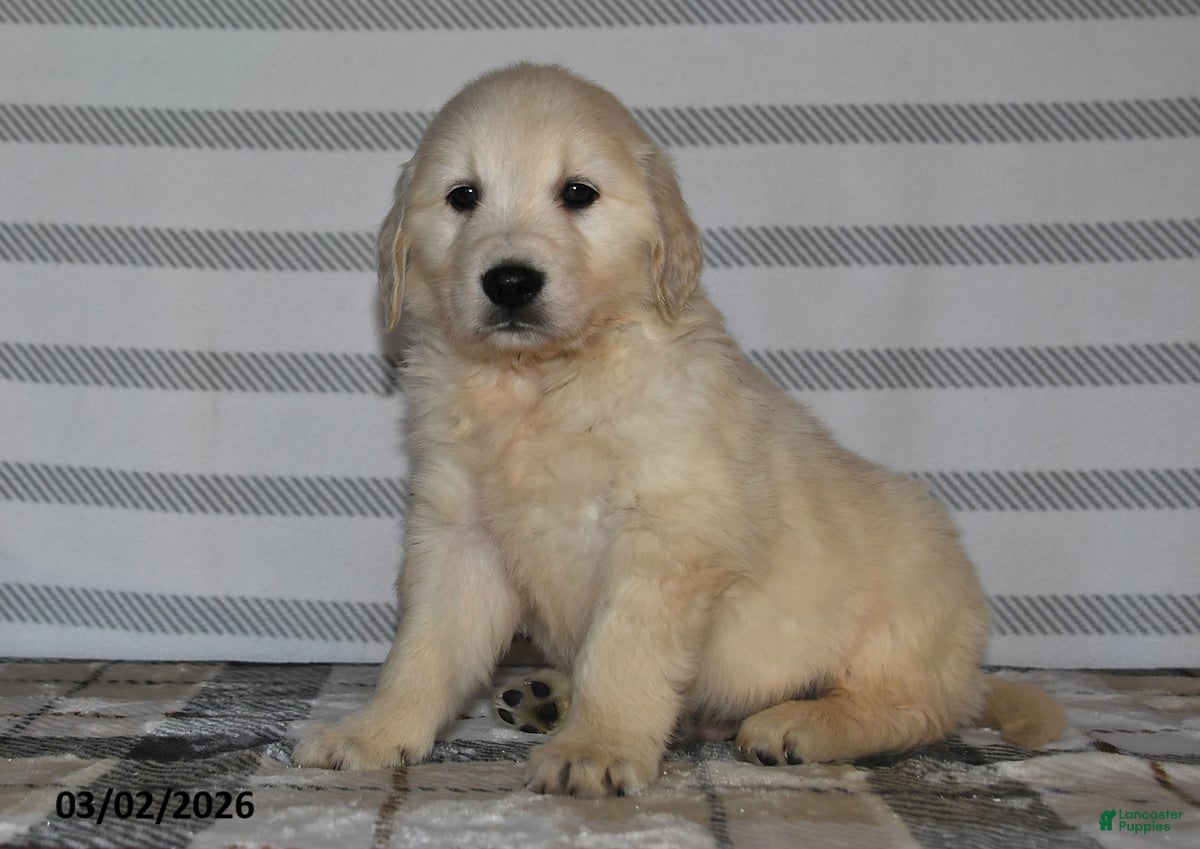 Golden Retriever dogs Hero - Ad 2