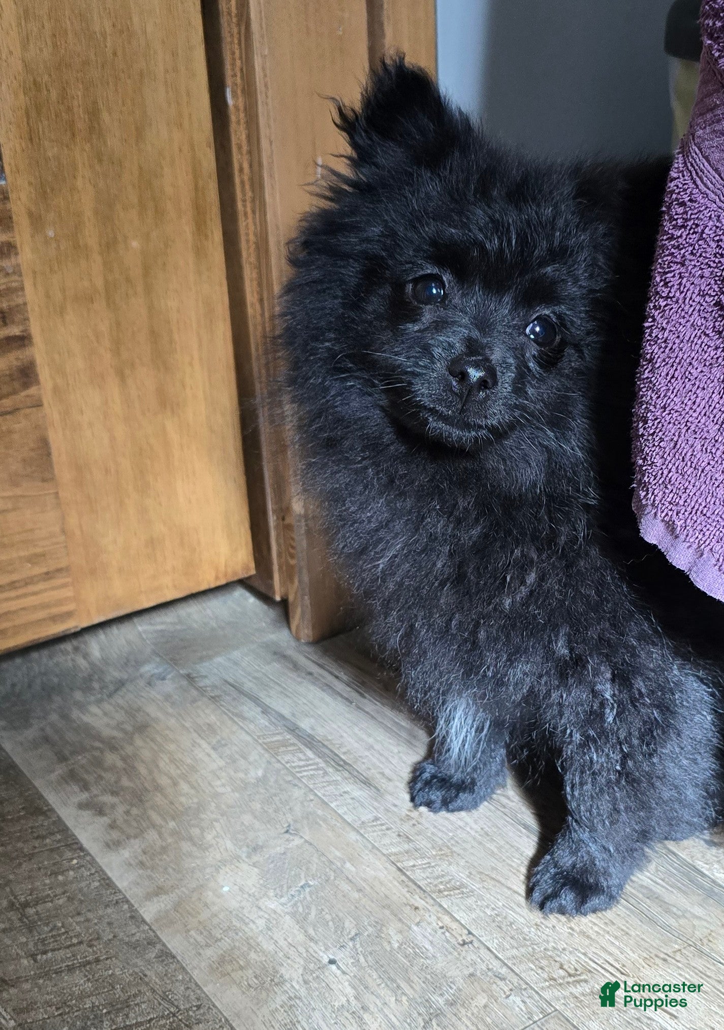 Pomapoo dogs Pomapoo Puppy 2 - Ad 11