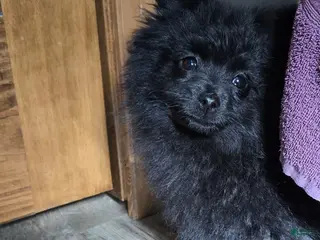 Pomapoo dogs Pomapoo Puppy 2 - Ad 11