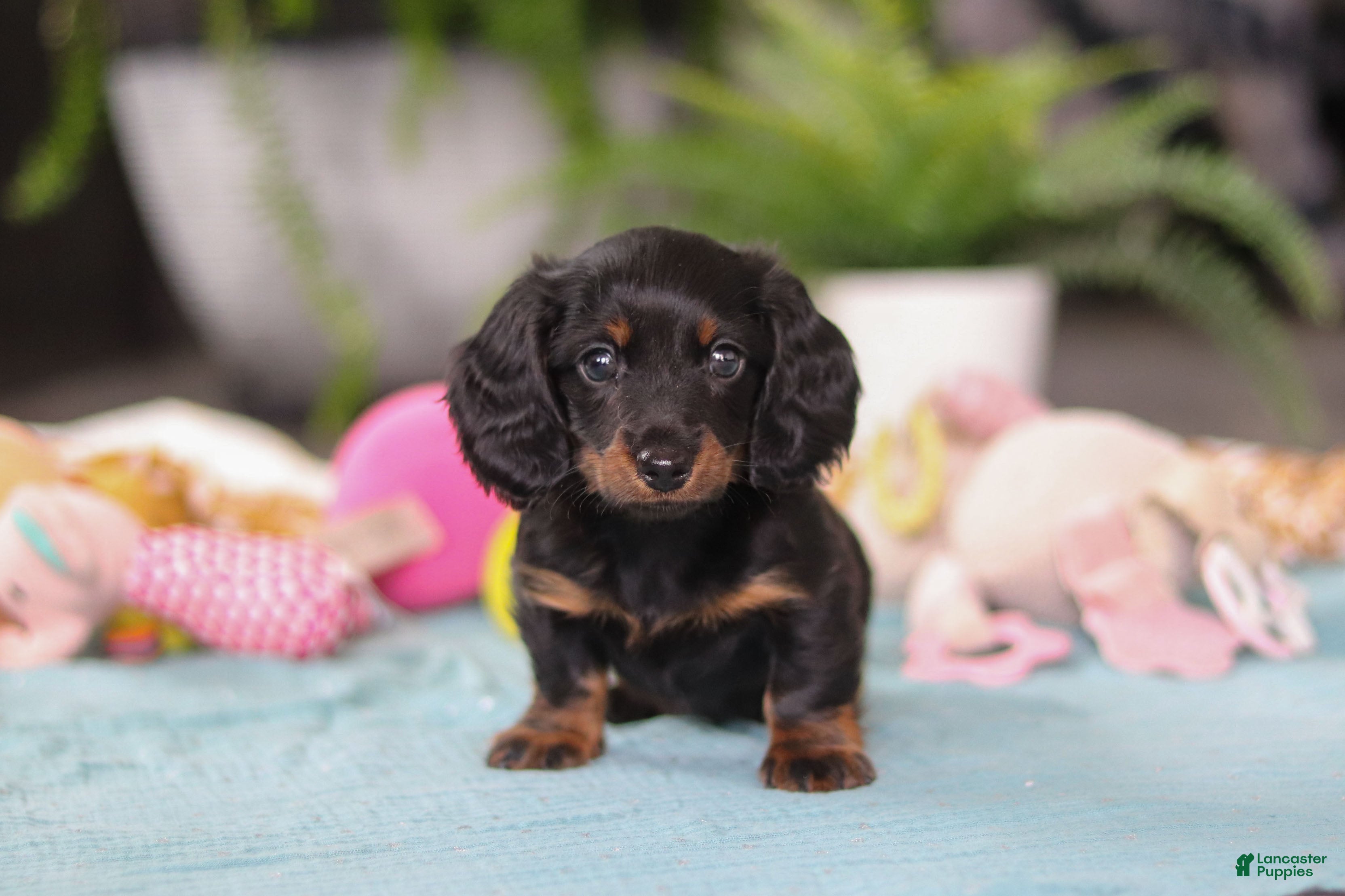 Dachshund dogs Ivy - Ad 1