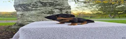 Miniature Dachshund dogs for sale: Remy  - Ad 2
