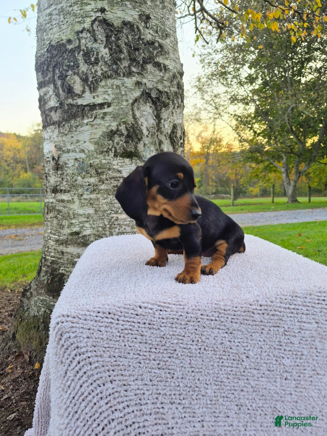 Miniature Dachshund dogs for sale: Remy  - Ad 2