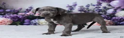 Great Dane dogs for sale: Chloe - Ad 9