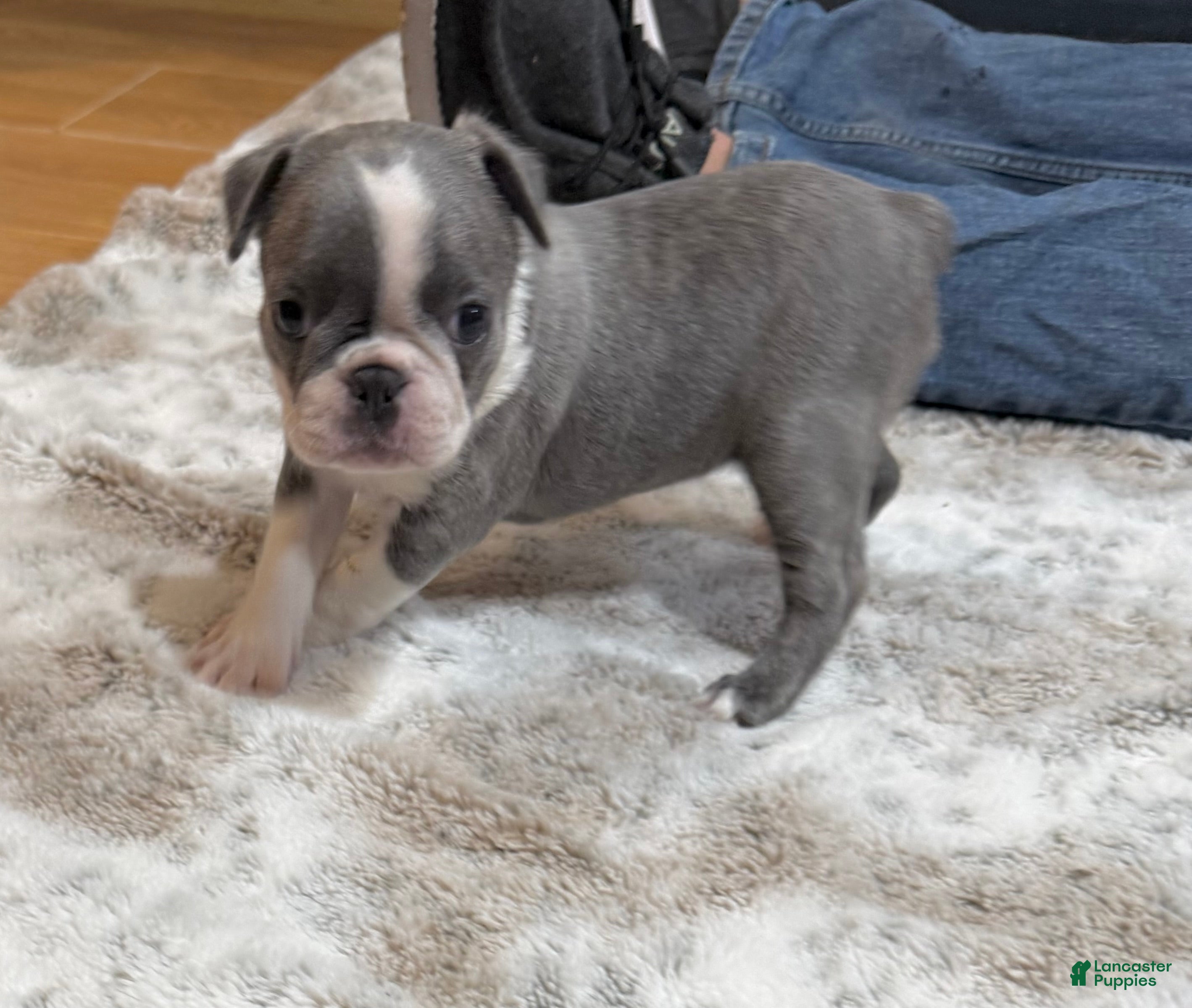 Boston Terrier dogs Boston Terrier 3 - Ad 8