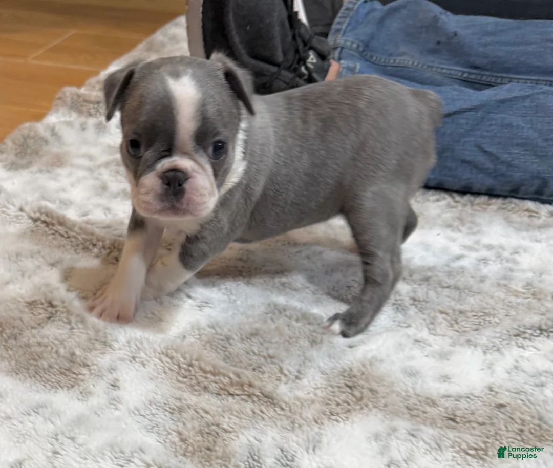 Boston Terrier dogs for sale: Boston Terrier 3 - Ad 1