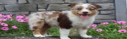 Australian Shepherd dogs for sale: Australian Shepherd 8 - Ad 3