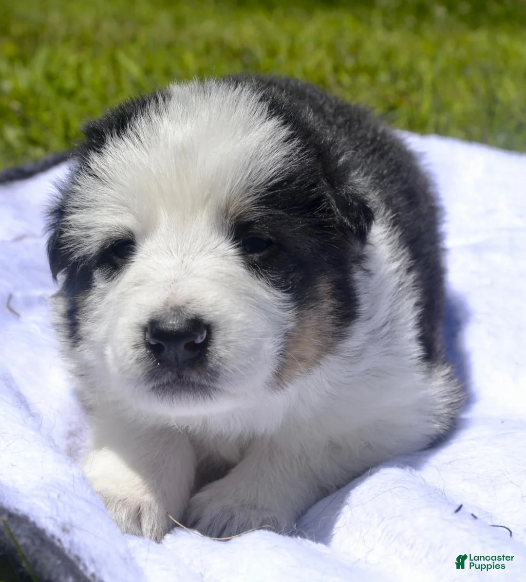 German Shepherd dogs for sale: Junie - Ad 2