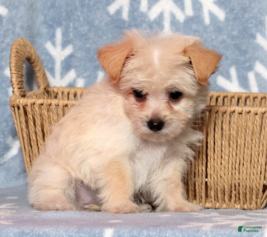 Yochon dogs for sale: Allie - Ad 8