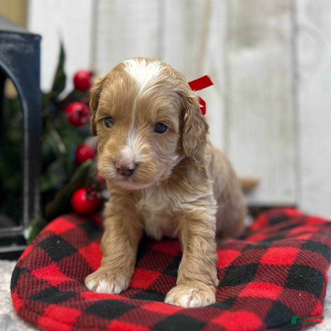 Goldendoodle dogs for sale: Kilo (Miniature Boy) - Ad 2