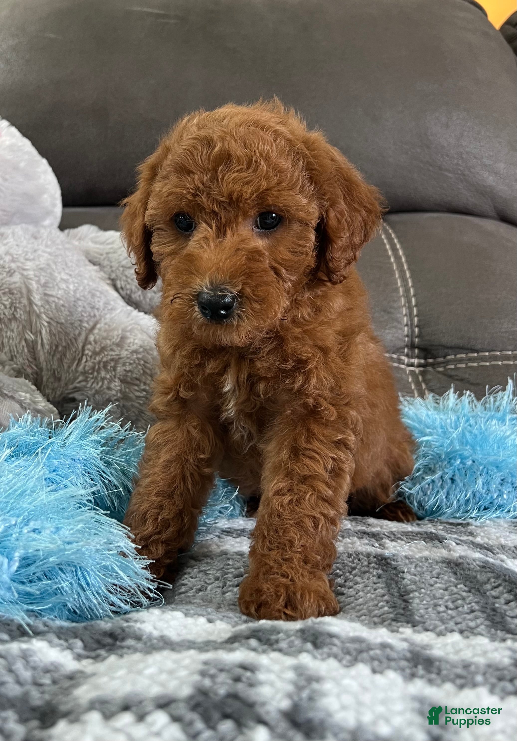 Mini Goldendoodle dogs Remy (Micro Mini Boy) - Ad 1