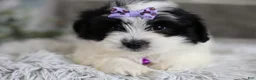Maltipoo dogs for sale: Gwen - Ad 16