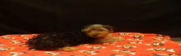 Yorkshire Terrier dogs for sale: Sheldon - Ad 4