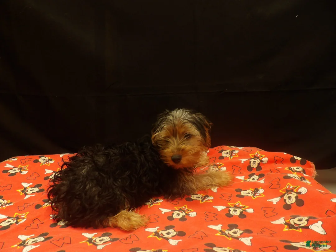 Yorkshire Terrier dogs for sale: Sheldon - Ad 4