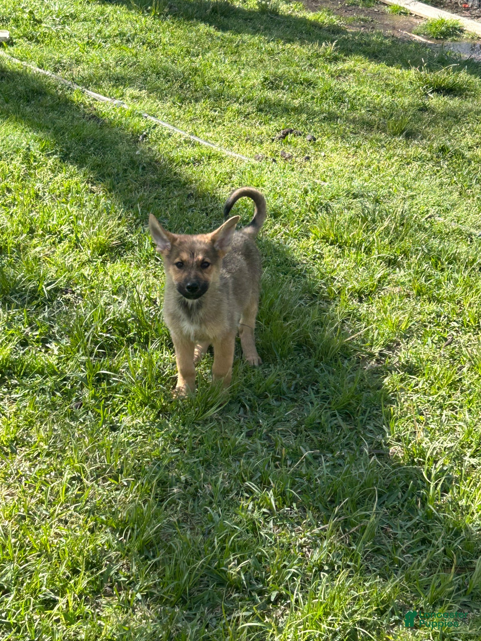 German Shepherd dogs German Shepherd Puppy 2 - Ad 13