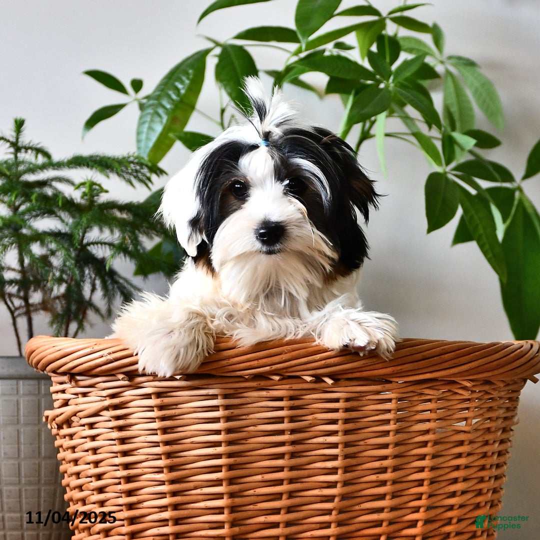 Biewer Terrier dogs for sale: Mervin - Ad 3