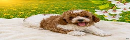 Miniature Poodle dogs for sale: Teddy - Ad 2
