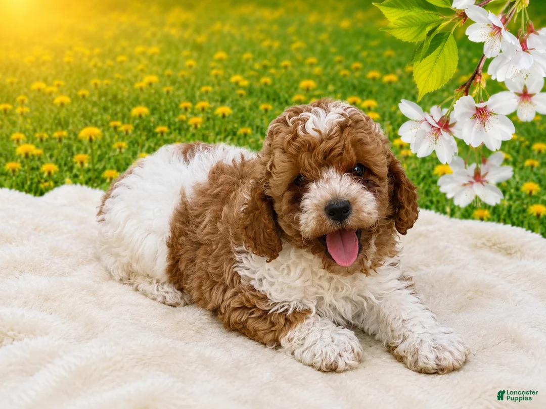 Miniature Poodle dogs for sale: Teddy - Ad 2