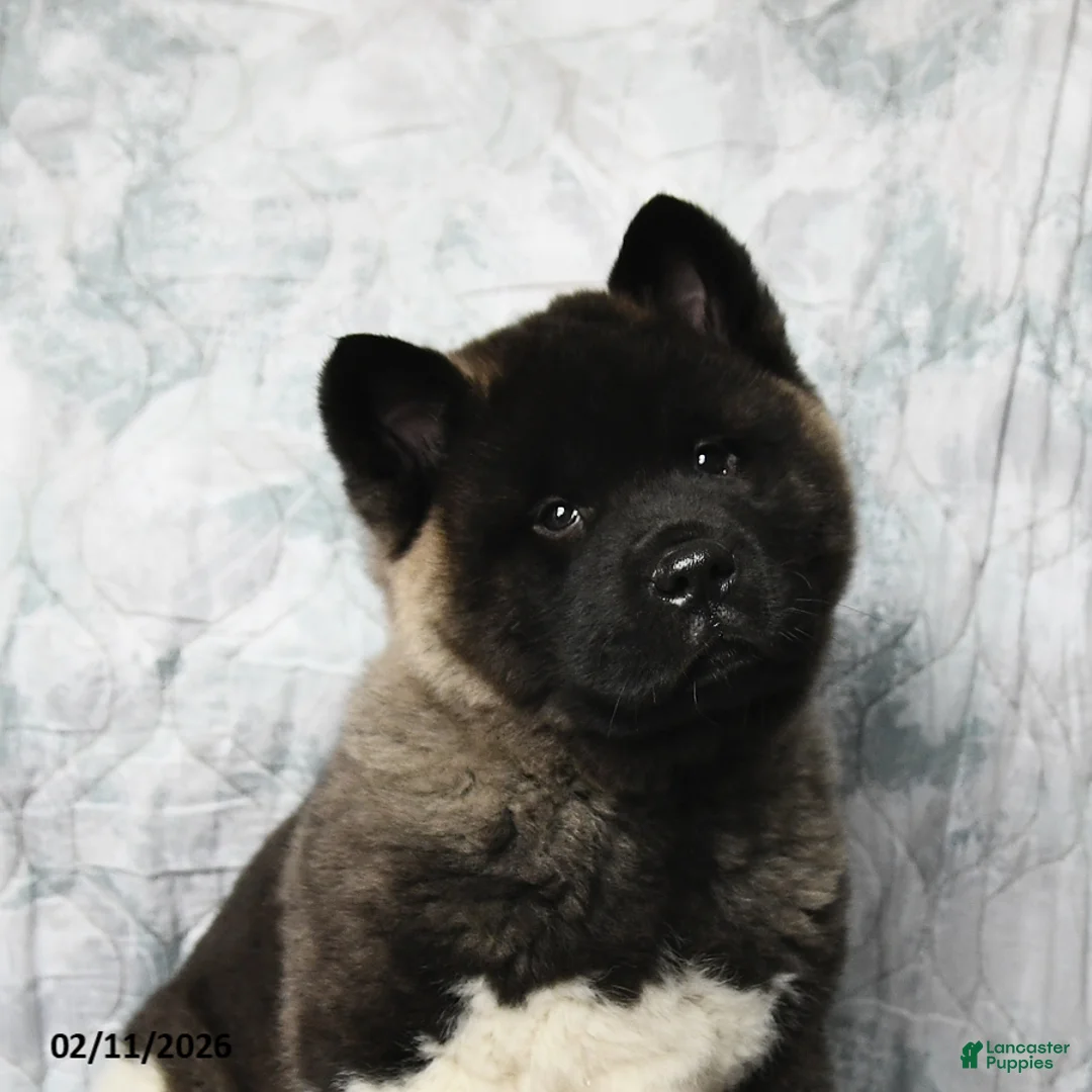 Akita dogs for sale: Rusty - Ad 4