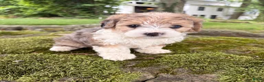 Willow-F1B-CorgiPoo Merle