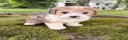 Corgipoo dogs for sale: Willow-F1B-CorgiPoo Merle - Ad 1