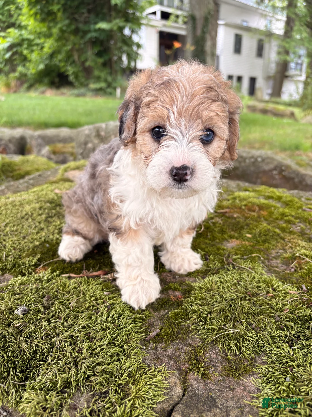 Corgipoo dogs for sale: Willow-F1B-CorgiPoo Merle - Ad 1