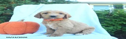 Goldendoodle dogs for sale: Autumn  - Ad 3