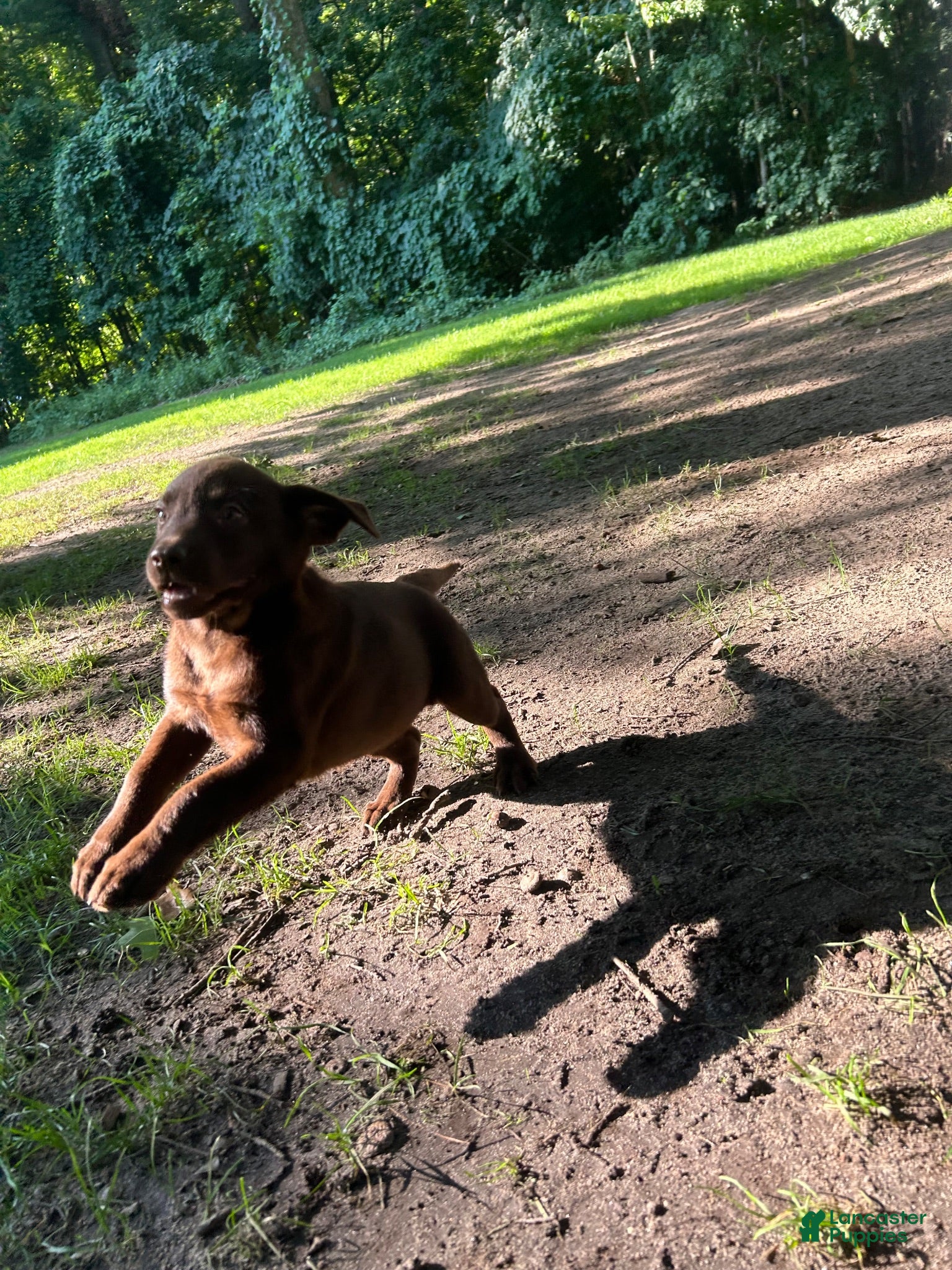 Labrador Retriever dogs Labrador Retriever 2 - Ad 1
