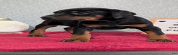 Doberman Pinscher dogs for sale: Lucy  - Ad 5