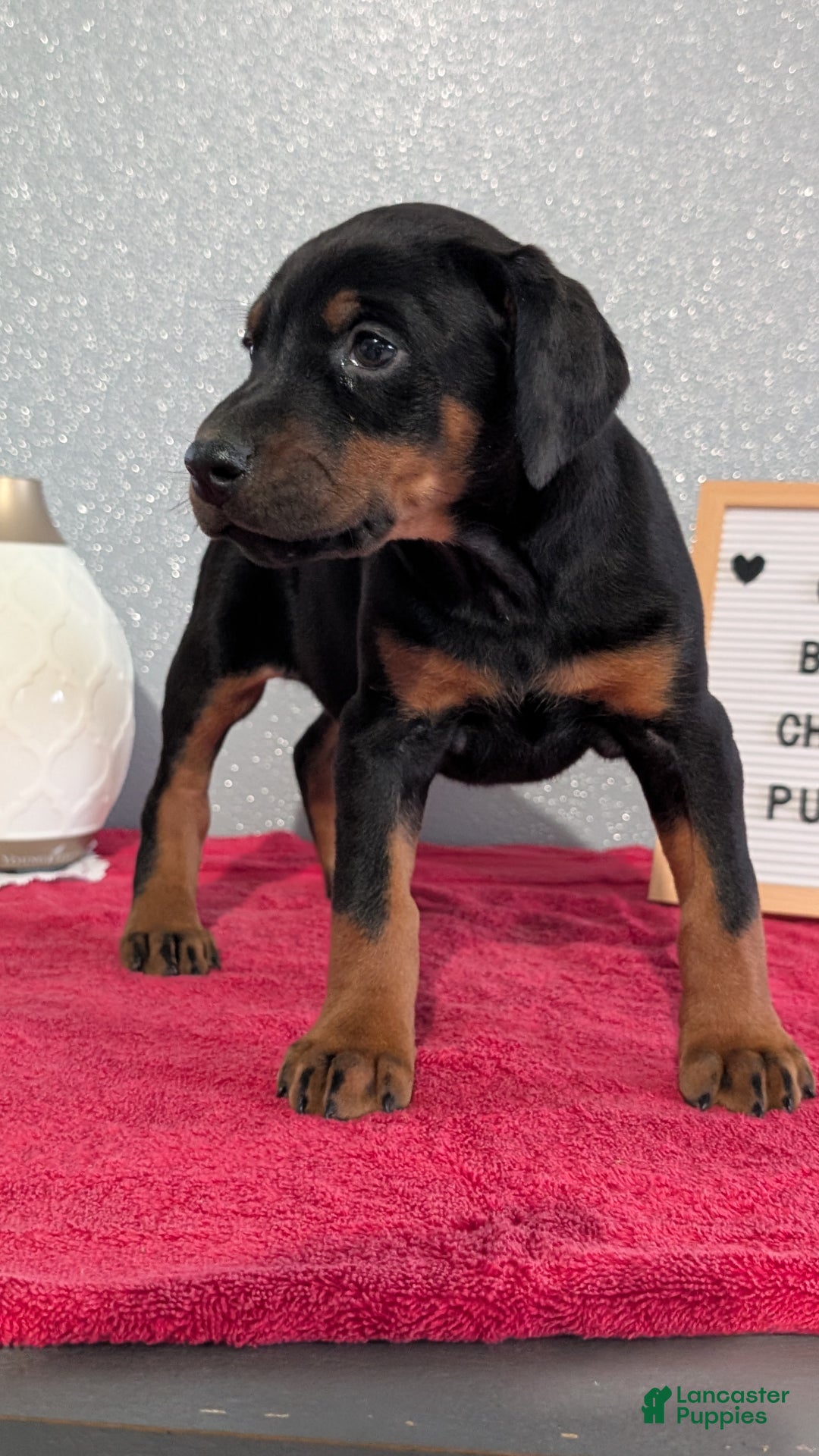 Doberman Pinscher dogs for sale: Lucy  - Ad 5