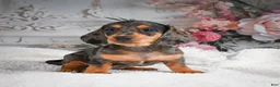 Miniature Dachshund dogs for sale: AKC-Gina - Ad 8