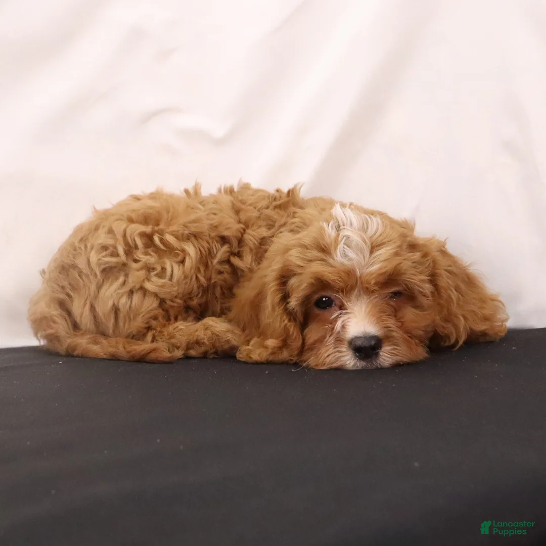 Cavapoo dogs for sale: Willie - Ad 4