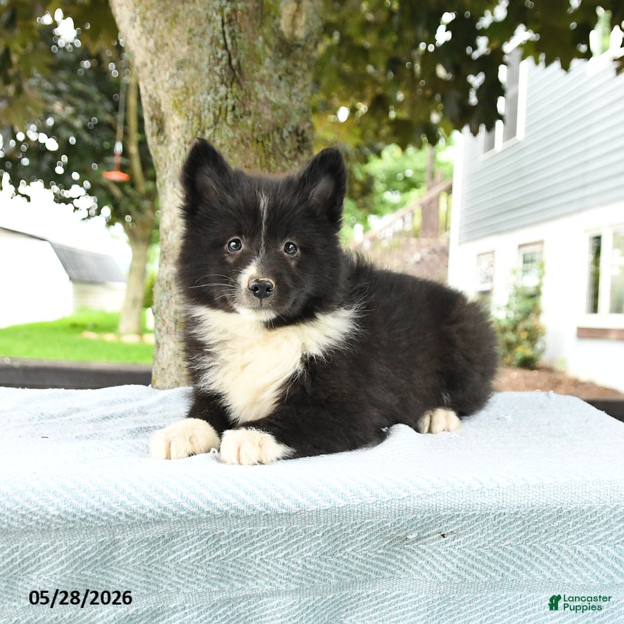 Pomsky dogs Gavin - Ad 2