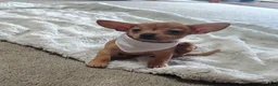 Chihuahua dogs for sale: Floppy ears - Ad 3