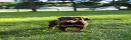 Doberman Pinscher dogs for sale: ROSCOE - Ad 6