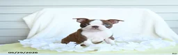 Boston Terrier dogs for sale: Nancy - Ad 3