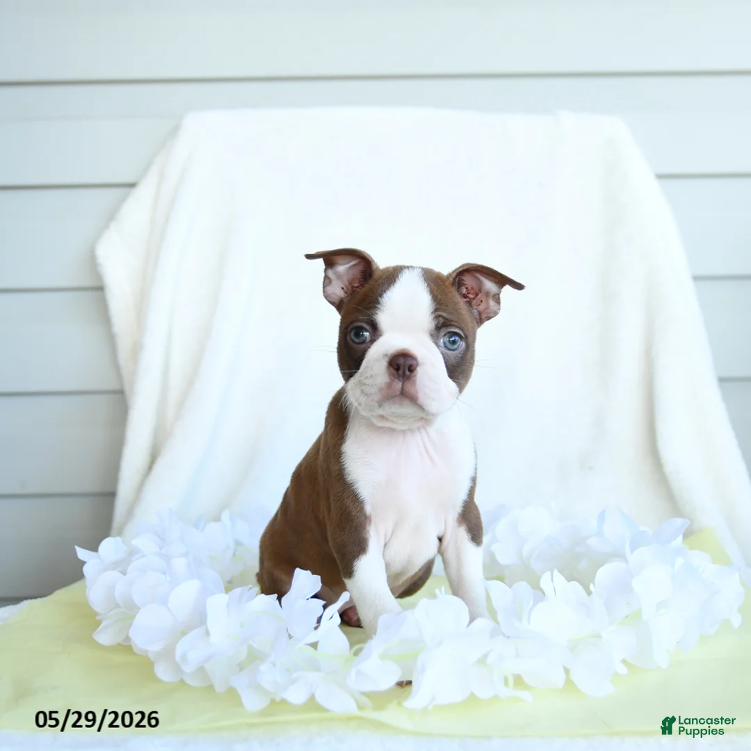 Boston Terrier dogs for sale: Nancy - Ad 3