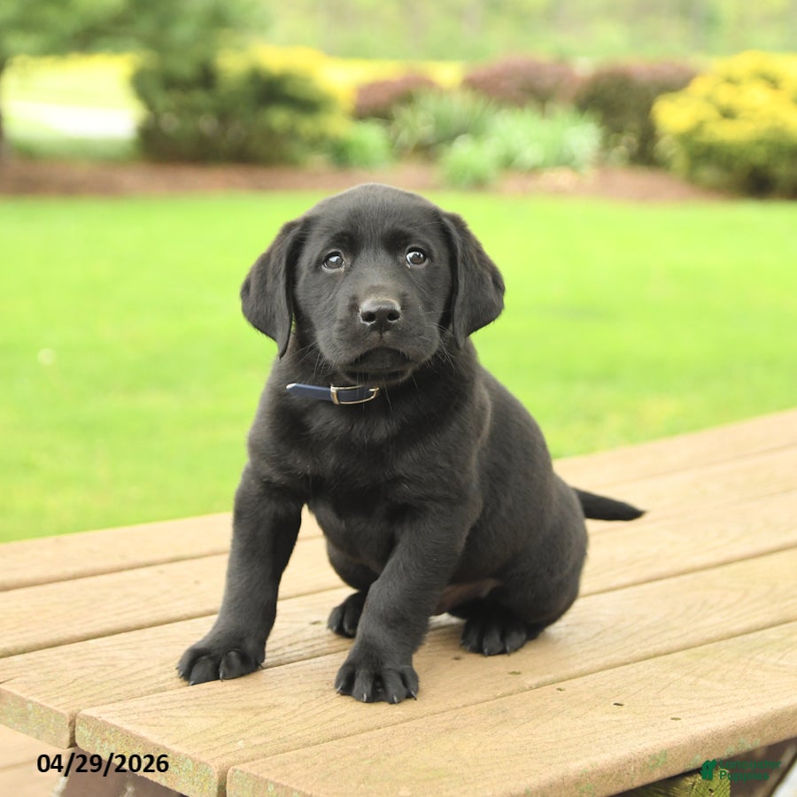Labrador Retriever dogs for sale: Brody - Ad 1