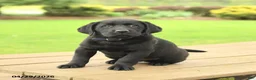 Labrador Retriever dogs for sale: Brody - Ad 1