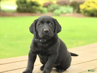Labrador Retriever dogs for sale: Brody - Ad 1