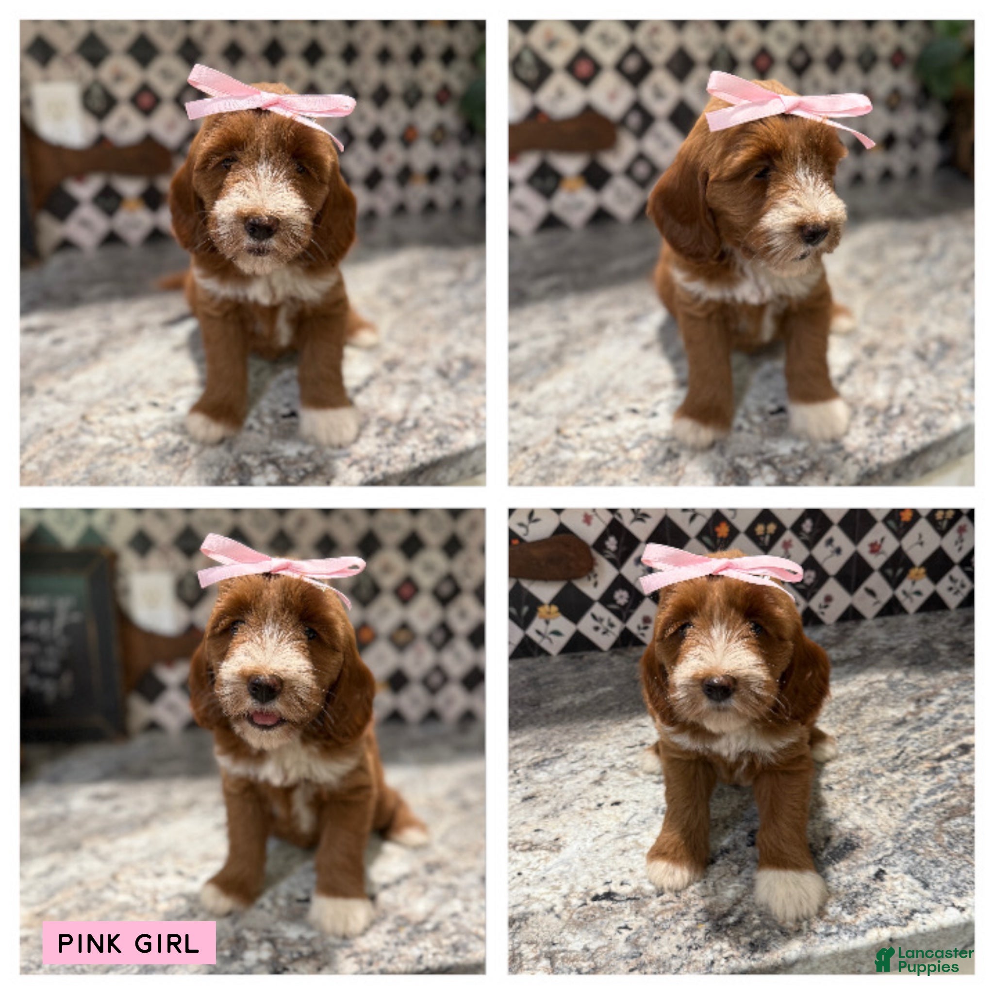 Mini Goldendoodle dogs Mini Goldendoodle 2 - Ad 1