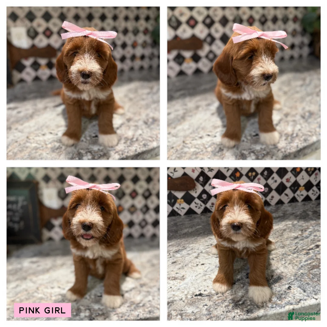 Mini Goldendoodle dogs for sale: Mini Goldendoodle 2 - Ad 1