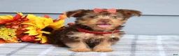Yorkshire Terrier dogs for sale: Cassidy - Ad 7