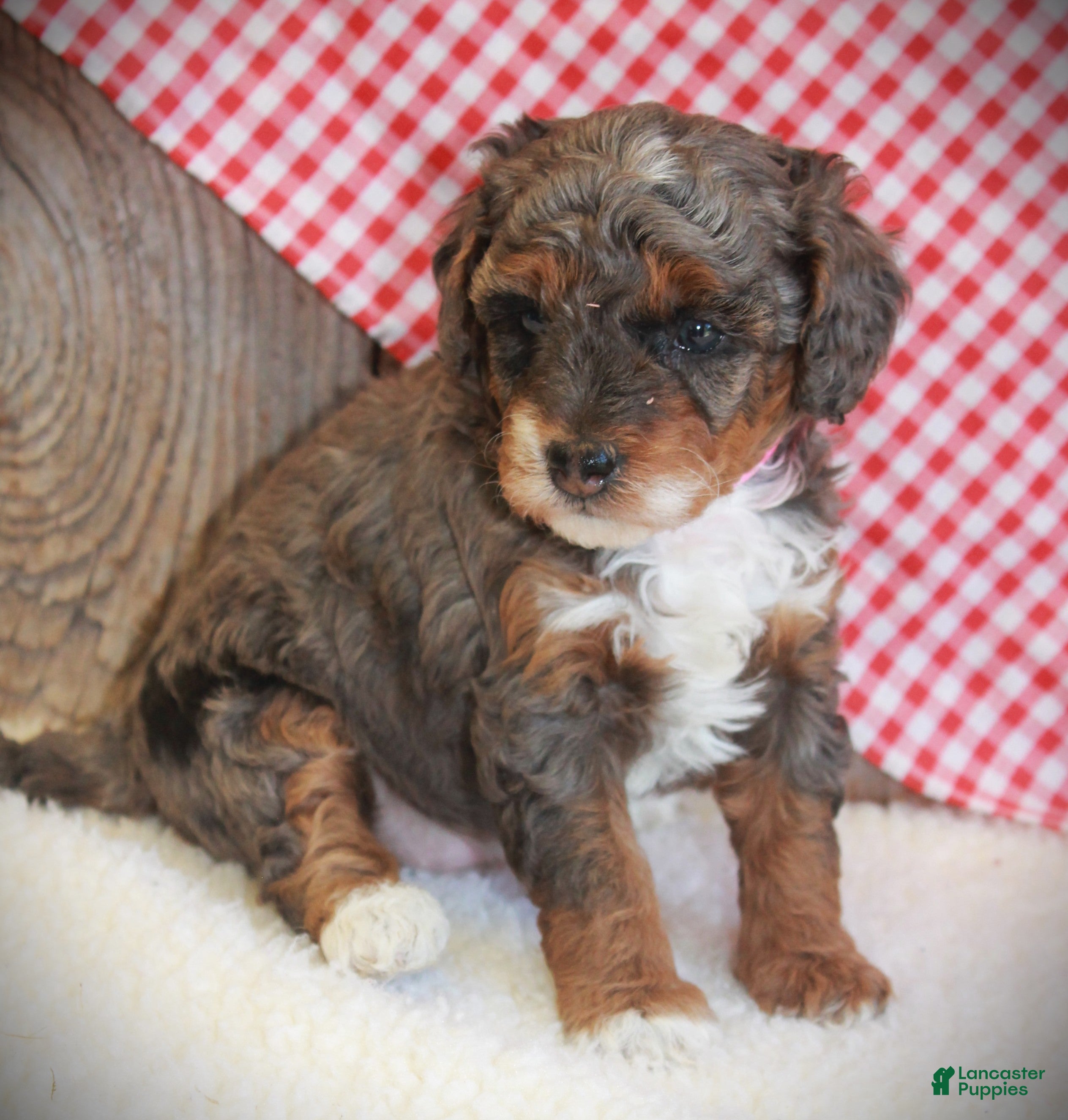 Cavapoo dogs Annabel - Ad 2