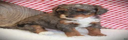 Cavapoo dogs for sale: Annabel - Ad 2