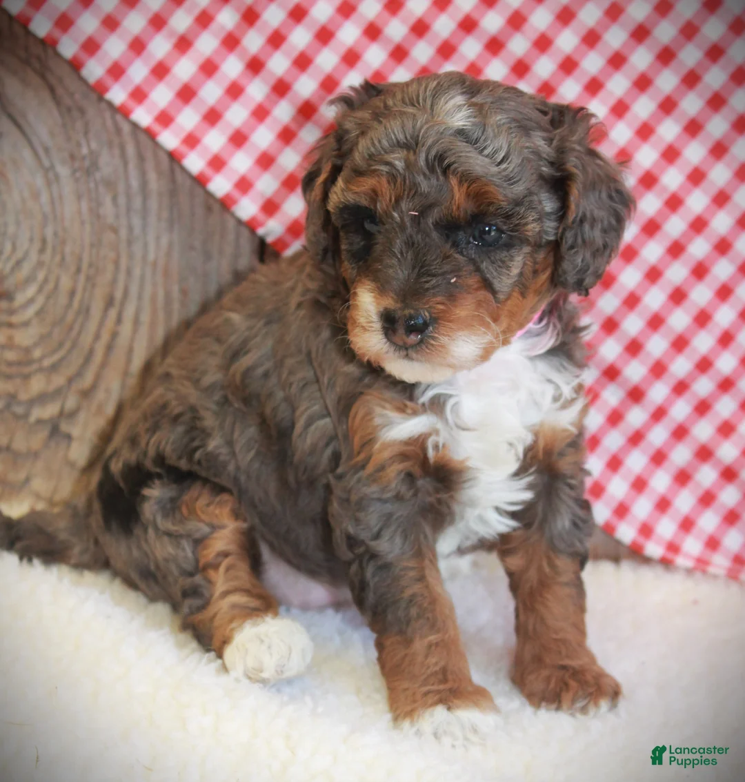 Cavapoo dogs for sale: Annabel - Ad 2
