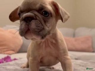 French Bulldog dogs - Ad 25