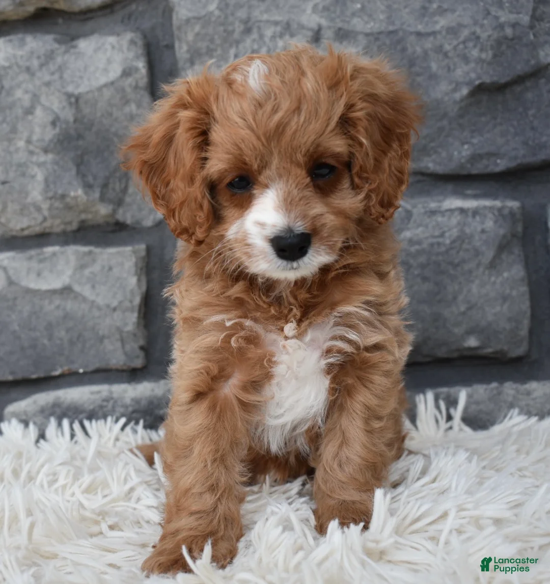 Cavapoo dogs for sale: Sophie  - Ad 2