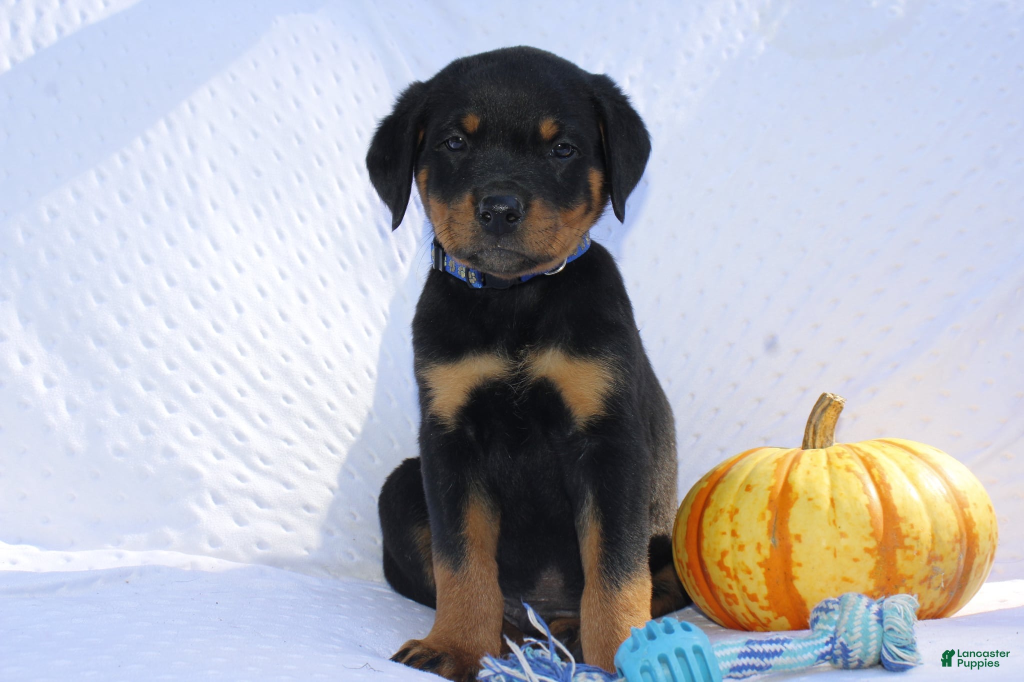 Bandit (Rottweiler, Male) in Constantine, MI
