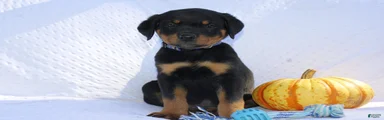 Bandit 