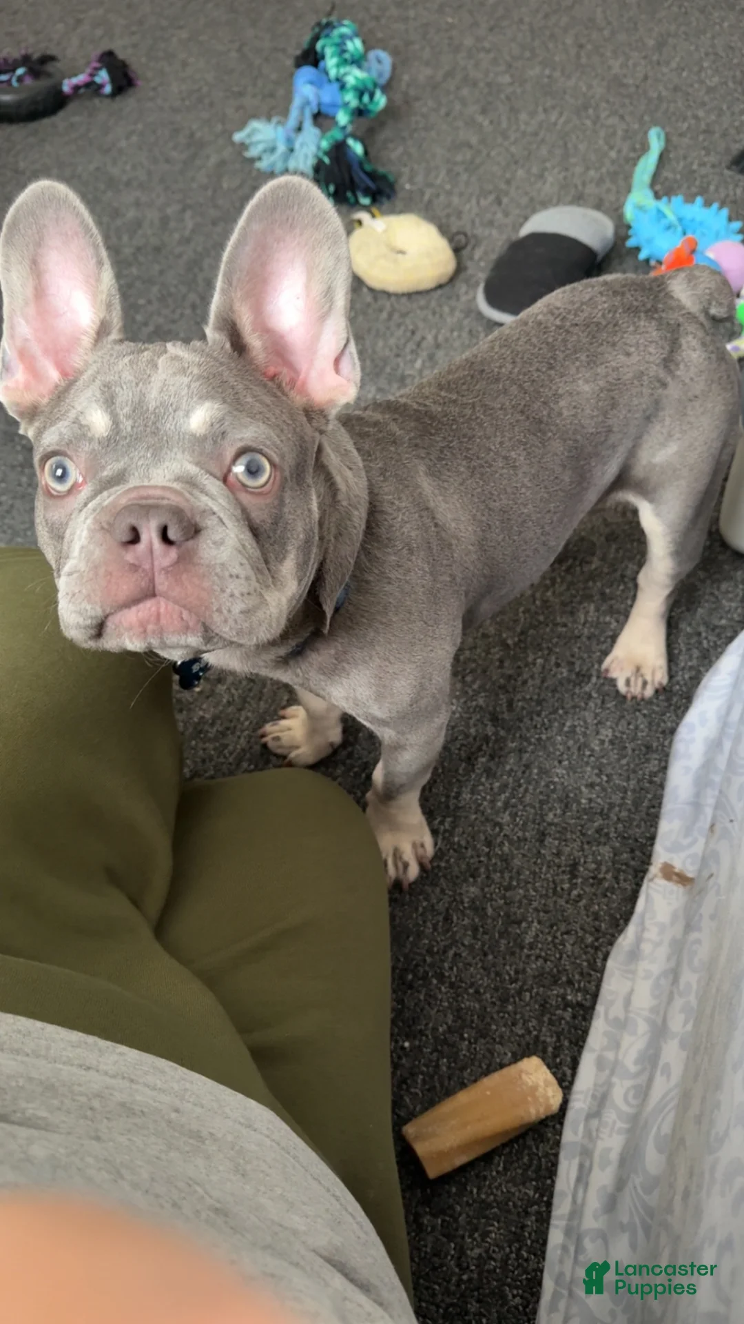 French Bulldog dogs for sale: French Bulldog 1 - Ad 2